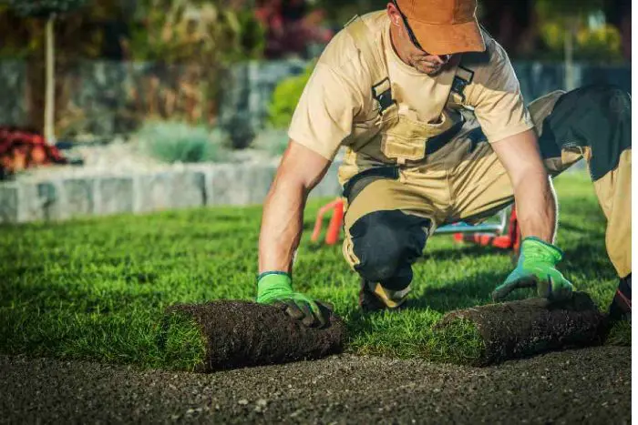 Tree Removal