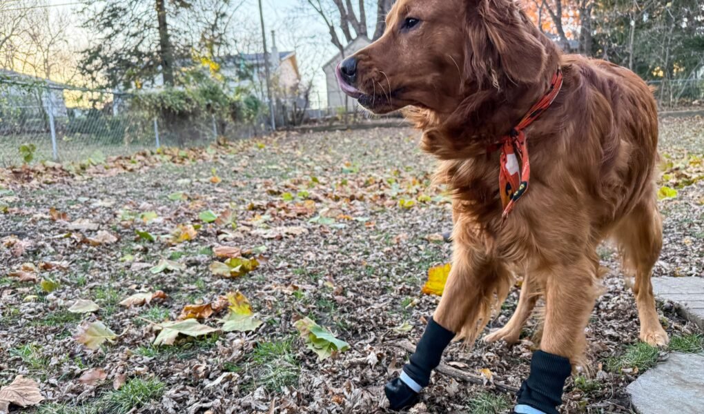 Dog Boots