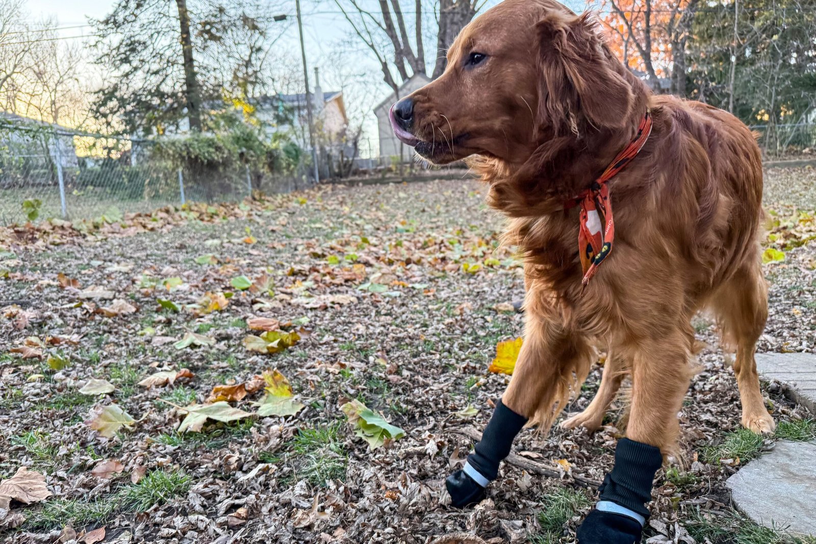 Dog Boots